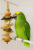 Tour de jeu exotique – jouet naturel pour perroquets | ParrotPlanet.fr