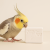 Zoo Med | Original Formula Bird Banquet | bloc minéral au calcium avec graines pour perroquets | 28 g  de ParrotPlanet.fr