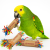 Collection de Noël | Birdie Blasters | rouleaux de papier colorés pour perroquets | jouet | lot de 4 de ParrotPlanet.fr
