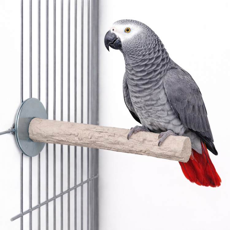 Back Zoo Nature Super Stone Perch 28 cm Ø40 mm – perchoir minéral pour cage de perroquets moyens et grands pour l’usure des griffes et du bec  de Parrotplanet.fr