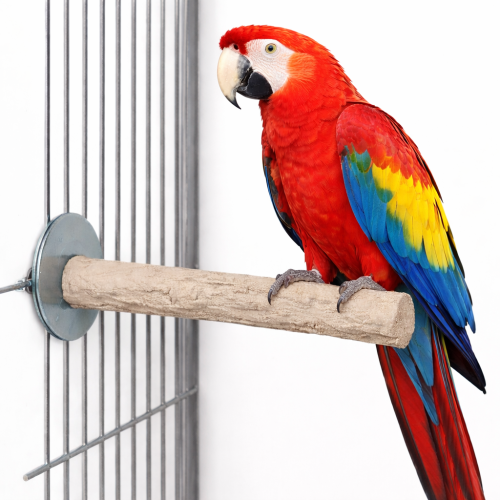 Back Zoo Nature Super Stone Perch 35 cm Ø55 mm – mineralna żerdź do klatki dla dużych papug do ścierania pazurków i dzioba od ParrotPlanet.pl
