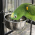 ZOLUX gamelle à suspendre pour perroquets 0,84 l 15 cm – pour nourriture ou eau de  ParrotPlanet.fr