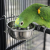 ZOLUX gamelle à suspendre pour perroquets 0,56 l 12 cm – pour nourriture ou eau  de ParrotPlanet.fr