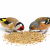 Witte Molen Country nourriture pour oiseaux granivores 600 g de ParrotPlanet.fr
