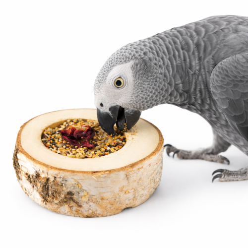 Kwiatowa radość z ziarnami - dla wszystkich papug  od ParrotPlanet.pl od ParrotPlanet.pl