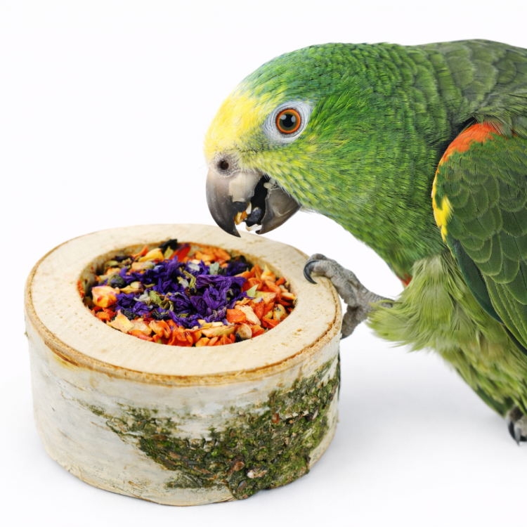 Pizza Végétale pour Perroquets - Délice Croustillant de Parrot Planet.fr