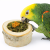 Herbal Delight – Mini Pizza aux herbes pour perroquets de ParrotPlanet.fr