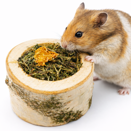 Plaisir aux Herbes – Petite Pizza de ParrotPlanet.fr
