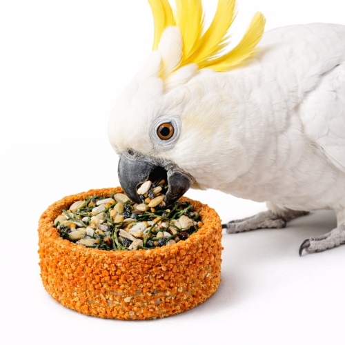 Tunnellets Gourmands fourrés à la Carotte et aux Grains – friandise naturelle pour perroquets de ParrotPlanet.fr