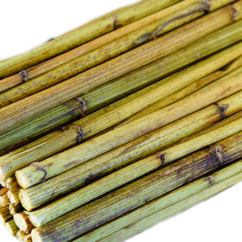 Branches de Topinambour – jouet naturel et friandise pour rongeurs et lapins 100 g de ParrotPlanet.fr