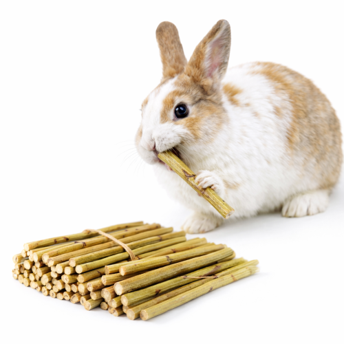 Branches de Topinambour – jouet naturel et friandise pour rongeurs et lapins 100 g de ParrotPlanet.fr