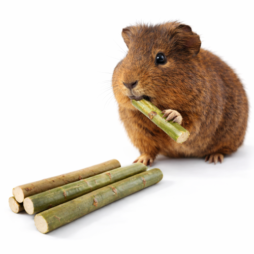 Jeunes Branches de Saule – jouet naturel et friandise pour rongeurs 100 g de ParrotPlanet.fr