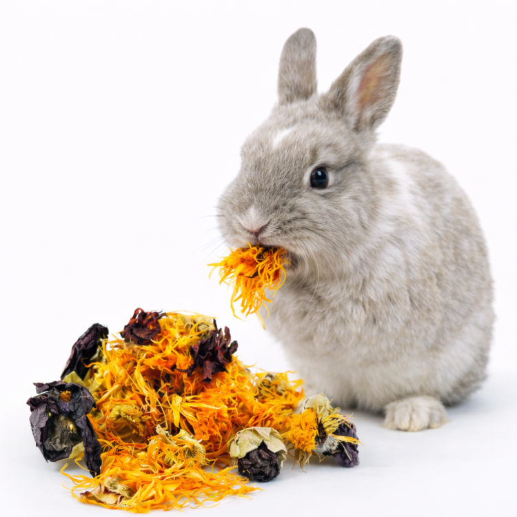 Délice Floral – mélange naturel de fleurs pour rongeurs 40 g de ParrotPlanet.fr