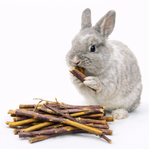 Branches de Framboisier – grignoteuse naturelle et friandise pour rongeurs de ParrotPlanet.fr