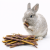 Branches de Framboisier – grignoteuse naturelle et friandise pour rongeurs de ParrotPlanet.fr