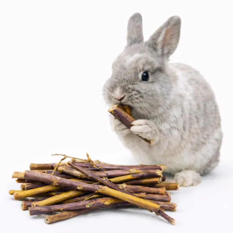 Branches de Framboisier – grignoteuse naturelle et friandise pour rongeurs de ParrotPlanet.fr