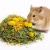 Herbes au Calendula et au Pissenlit – mélange naturel pour rongeurs 150 g de ParrotPlanet.pl