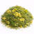 Mélange d’Herbes à l’Immortelle et au Fenouil – mélange naturel d’herbes pour rongeurs 150 g de ParrotPlanet.fr