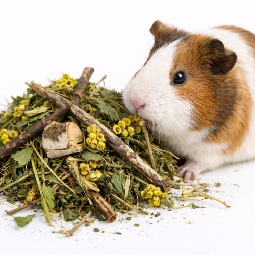 Herbes et Branches pour Cochon d’Inde – mélange naturel pour rongeurs 100 g de ParrotPlanet.fr