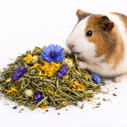 Festin des prés au bleuet pour lapins et cochons d’Inde – mélange naturel d’herbes et de graminées | 300 g de ParrotPlanet.fr