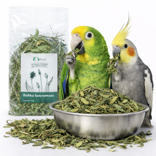 Babka lancetowata suszona dla papug – naturalny dodatek ziołowy | 100 g od ParrotPlanet.pl