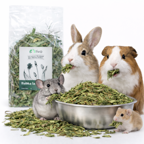 Plantain lancéolé séché pour rongeurs – complément naturel aux herbes | 100 g de ParrotPlanet.fr
