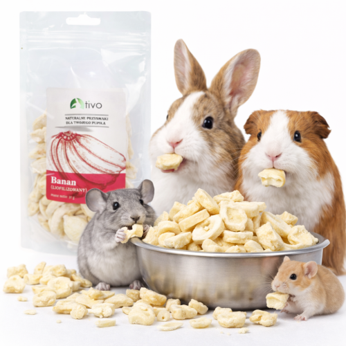 Banane lyophilisée croustillante pour rongeurs – friandise naturelle aux fruits | 30 g de ParrotPlanet.fr