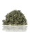 TIVO Fenouil pour rongeurs – complément naturel aux herbes | 150 g de ParrotPlanet.fr