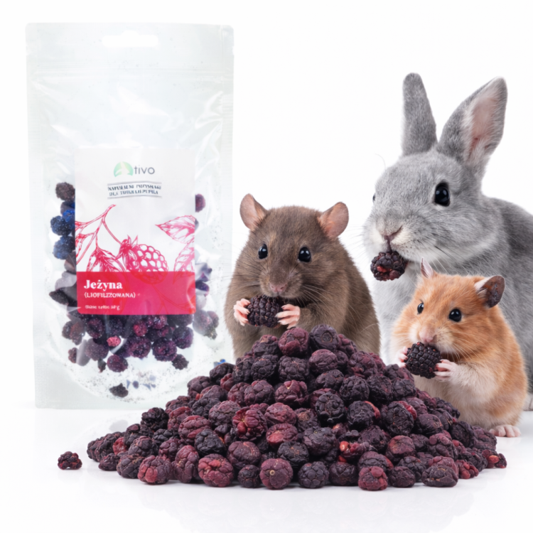 Mûre lyophilisée croustillante pour rongeurs – friandise naturelle aux fruits | 20 g de ParrotPlanet.fr
