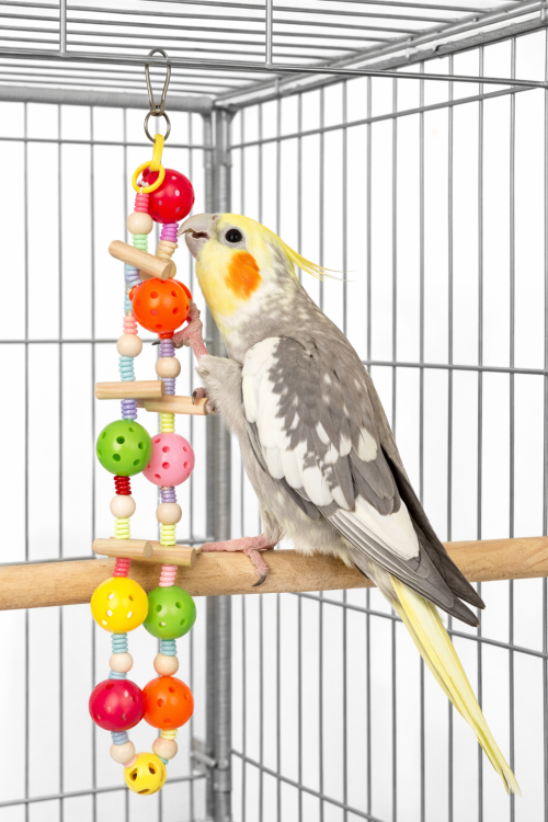 Jouet Chaîne Coloré avec Clochettes pour Perroquets – Jouet d’Activation pour Cage de ParrotPlanet.fr