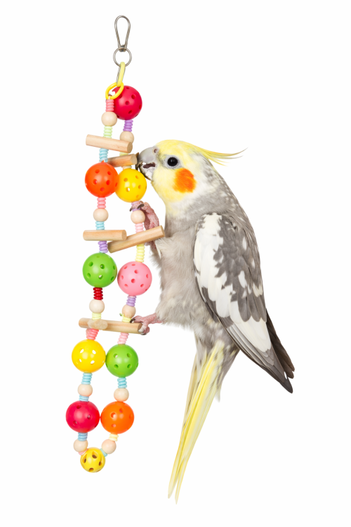 Jouet Chaîne Coloré avec Clochettes pour Perroquets – Jouet d’Activation pour Cage de ParrotPlanet.fr