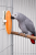 Sépia à la vanille pour perroquets et oiseaux exotiques | ParrotPlanet.fr