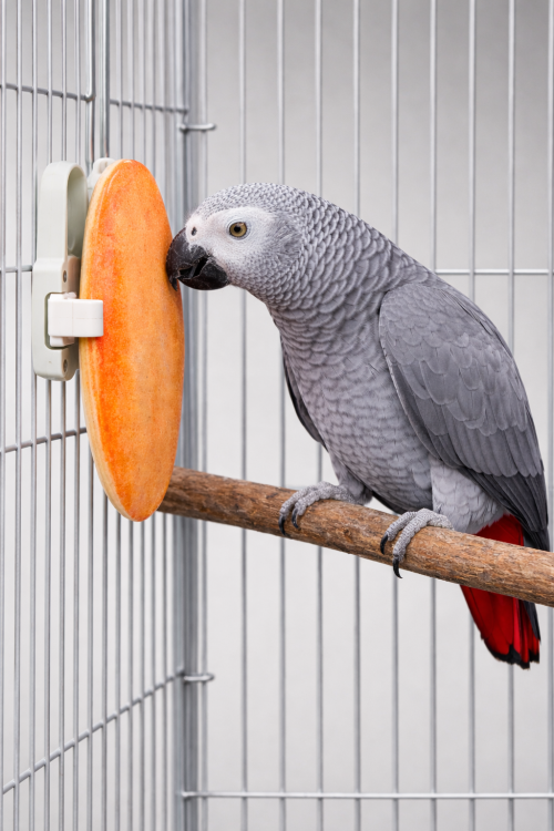 Sépia à la vanille pour perroquets et oiseaux exotiques | ParrotPlanet.fr