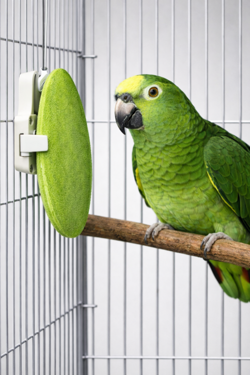 Seiche au Citron pour Perroquets et Oiseaux Exotiques de ParrotPlanet.fr