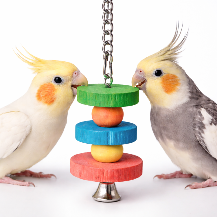 Wiszące Trio - mini zabawka dla papug od ParrotPlanet.pl