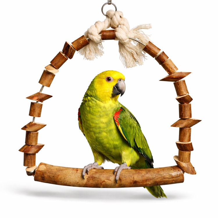 Drewniana Radość - Naturalna Huśtawka dla średnich papug od ParrotPlanet.pl