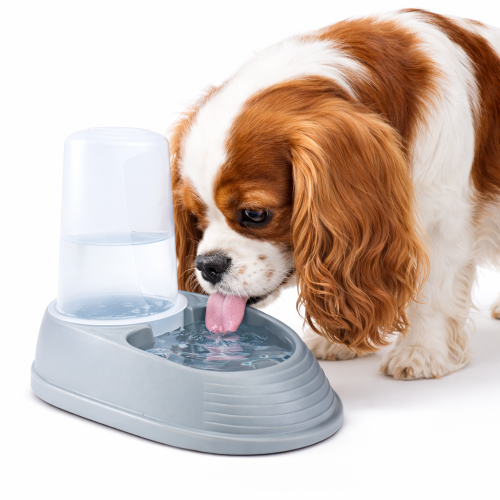 Gamelle 2 en 1 – Nourrissage et hydratation pour chiens et chats 0,5 L de ParrotPlanet.fr