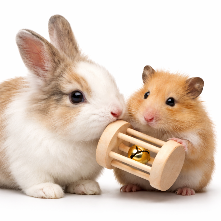 Jeu avec Clochette 5 cm – Jouet en Bois avec Clochette pour Rongeurs de ParrotPlanet.fr