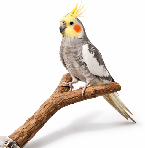 Żerdź drewniana - dla średnich i dużych papug 35 cm od ParrotPlanet.pl