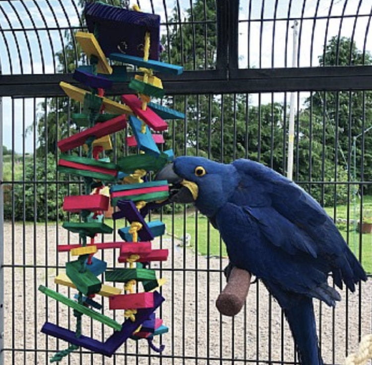 Fun70 - 70 cm zabawka dla dużych i średnich papug ponad 1,5kg wagi! od ParrotPlanet.pl