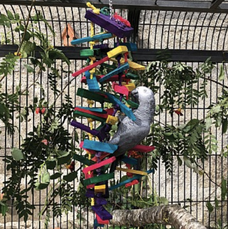 Fun70 - 70 cm zabawka dla dużych i średnich papug ponad 1,5kg wagi! od ParrotPlanet.pl