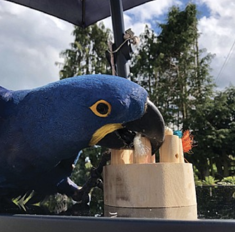 Smakowite Puzzle | Zabawka Edukacyjna dla dużych PaPug od ParrotPlanet.pl
