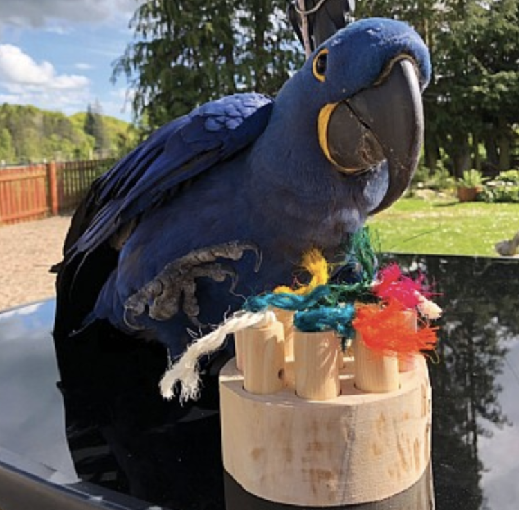 Smakowite Puzzle | Zabawka Edukacyjna dla dużych PaPug od ParrotPlanet.pl