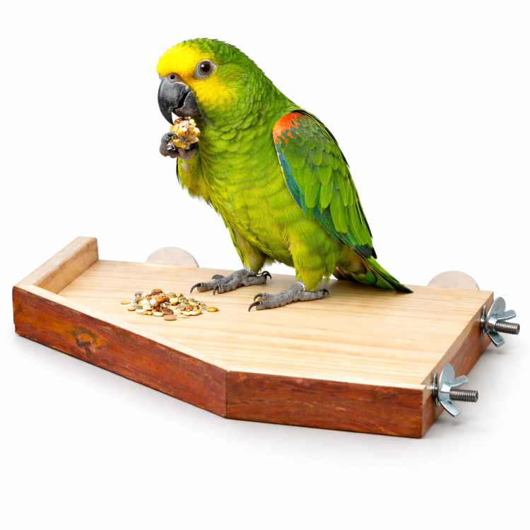 Stolik dla PaPug rozm. L/XL 34 cm  od ParrotPlanet.pl