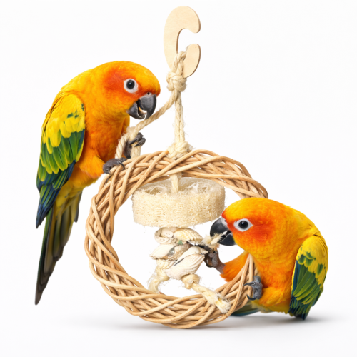 Rattanowe Kółeczko - zabawka dla wszystkich papug od ParrotPlanet.pl
