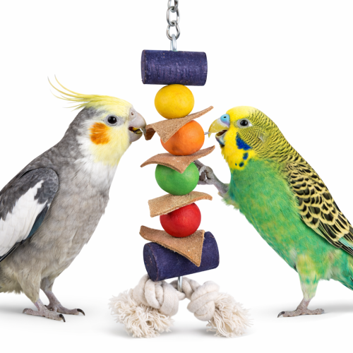 Liliputek - drewniana zabawka dla mniejszych papug od ParrotPlanet.pl