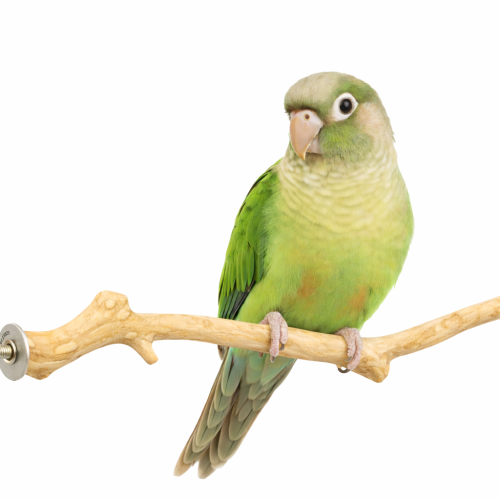 Żerdź JAVA M - prosta dla średnich papug od ParrotPlanet.pl