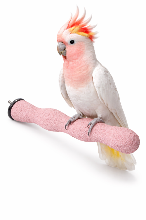 Żerdź Terapeutyczna Mani Pedi - dla średnich papug rozm. M/L od ParrotPlanet.pl