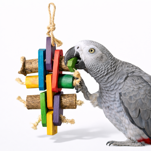 Kolorowy Kołowrotek - zabawka dla wszystkich papug od ParrotPlanet.pl
