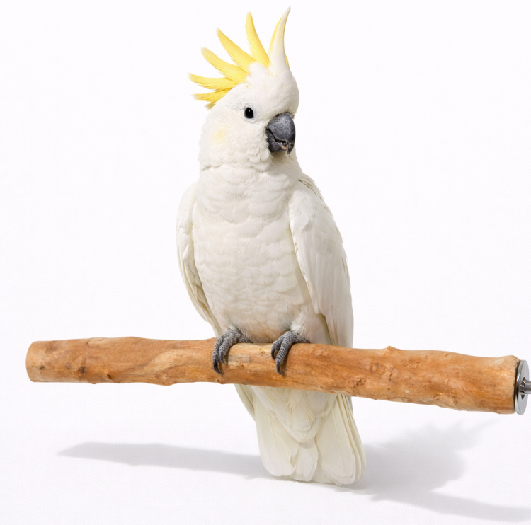 Żerdź wykonana z rododendronu - dla średnich i dużych papug od parrotplanet.pl